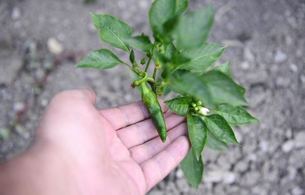 hand holding green pepper growing in the gardenimage of a