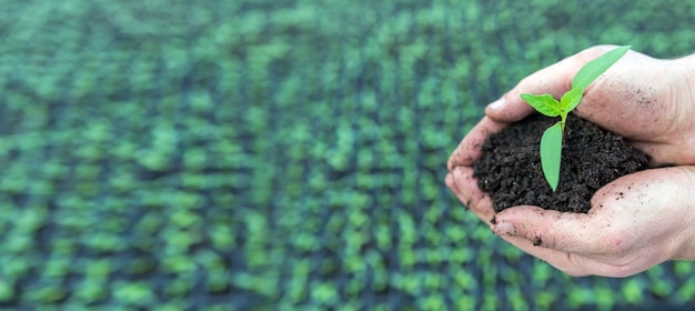 Hand holding green seedling