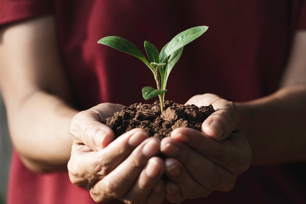 Hand holding a green and small plant. Green fresh plants on nature background.