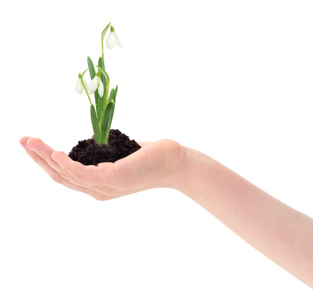 Hand holding green sprouts on white