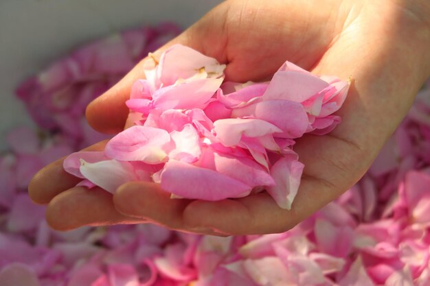 一握りのピンクのお茶のバラの花びらを持っている手