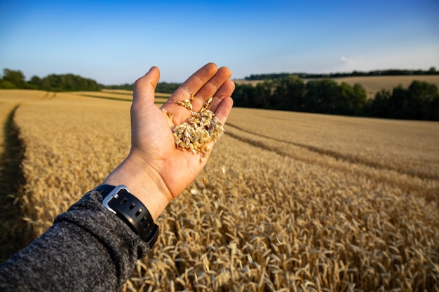 畑で一握りの小麦を持つ手