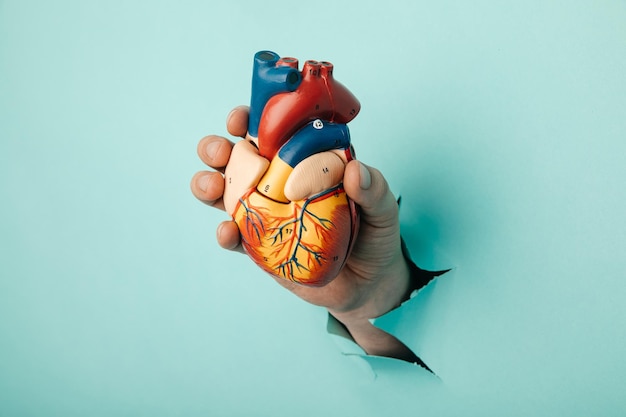 Photo hand holding heart organ through a hole in a blue wall