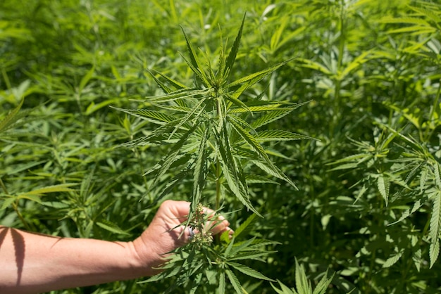 Mano che tiene una pianta di canapa in un campo di canapa per la coltivazione industriale di cannabis