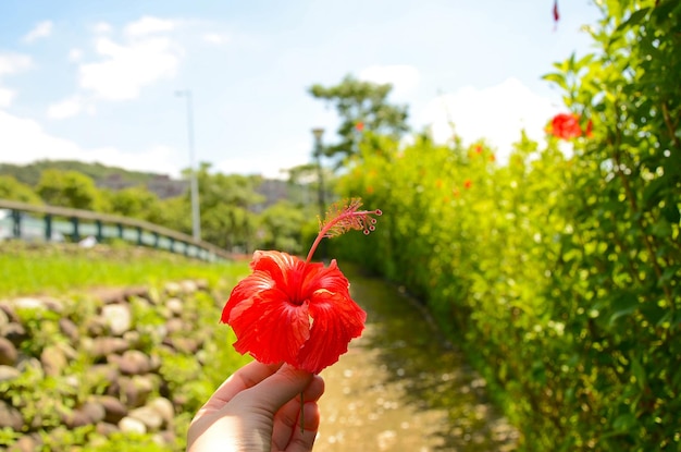 ハイビスカスの花を持っている手