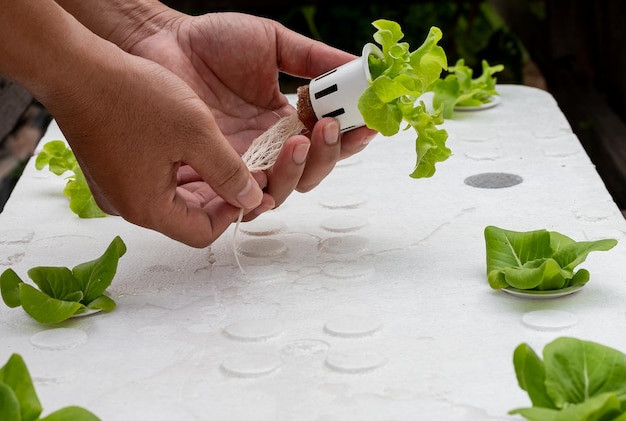 Foto vaso idroponico con tenuta a mano con piantine di ortaggi che crescono in un'azienda agricola di coltivazione di ortaggi idroponici organici coltivare verdure senza concetto di suolo