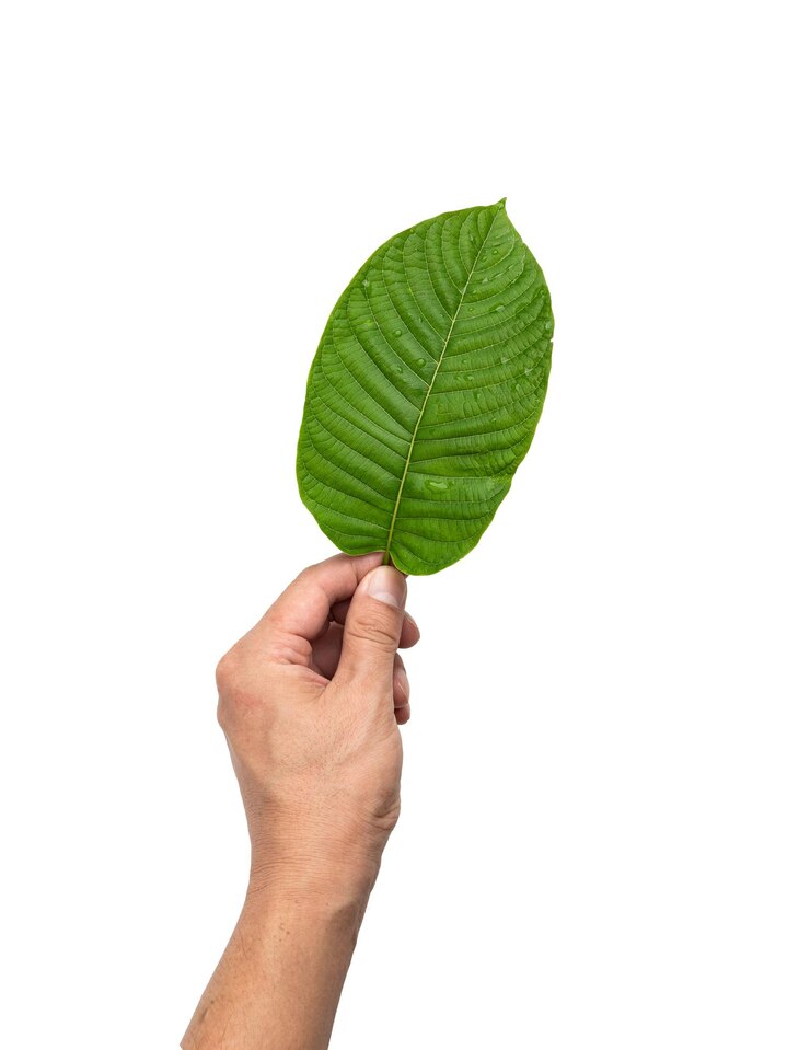 흰색 backgroundxA에 격리에 손을 잡고 kratom 잎