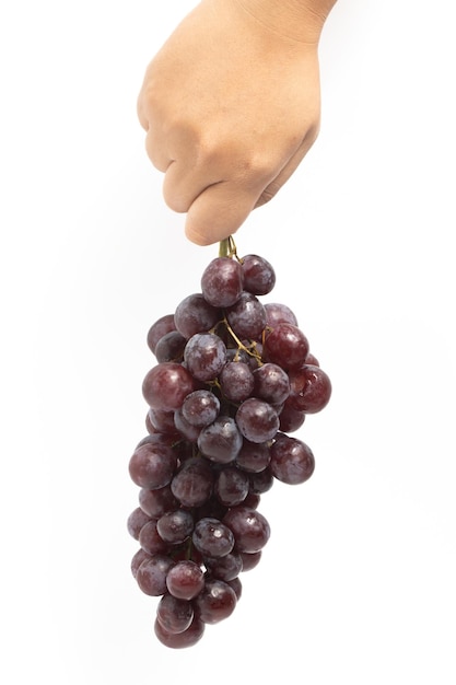 Foto mano che tiene un grosso mazzo di frutta fresca biologica di uva rossa isolata su sfondo bianco