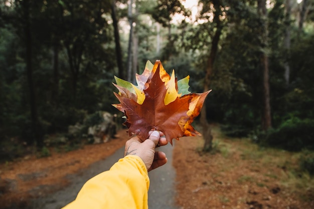 Hand holding a leaf bouquet in the park