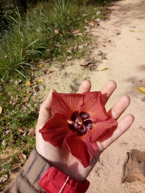 hand holding a leaf.