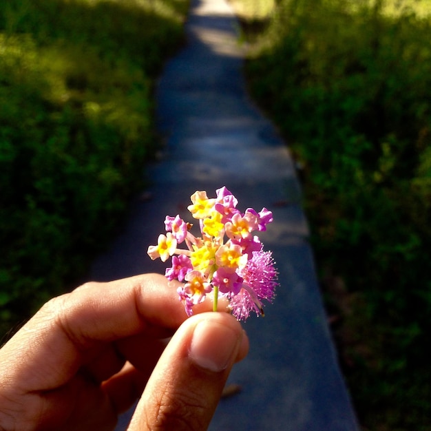 Foto mano che tiene una foglia