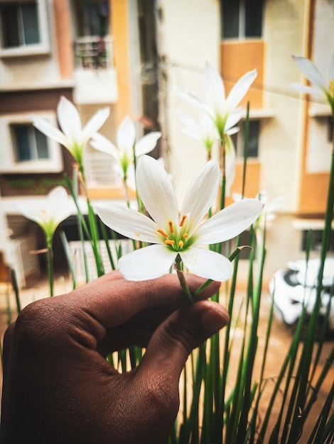 Foto mano che tiene il giglio