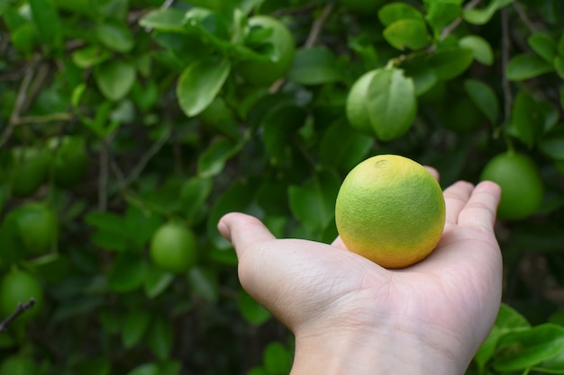 Hand holding lime green with tree background