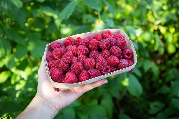 Hand holding a little basket with freshly harvested sweet juicy raspberries with leaves background