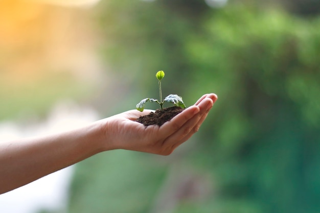 Hand holding little flower with soil