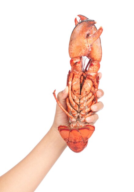 Hand holding Lobster isolated on white background