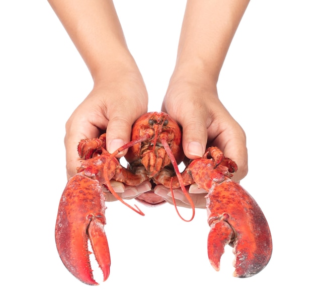 Hand holding Lobster isolated on white background