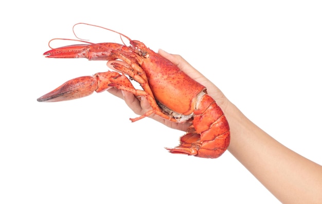 Hand holding Lobster isolated on white background