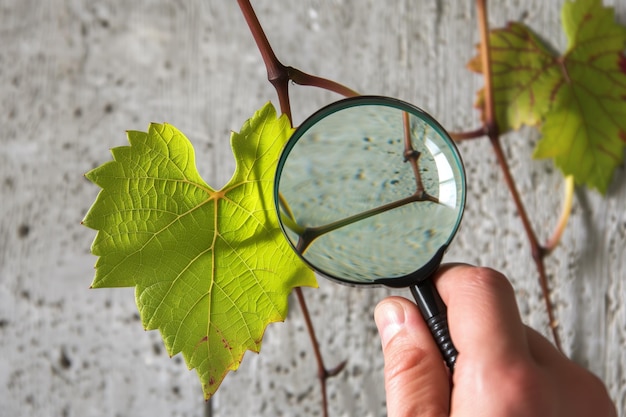 Hand holding magnifying glass over vine leaf