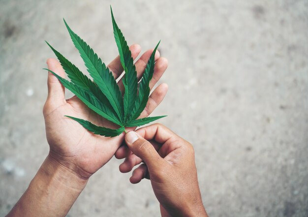 Hand holding marijuana leaf