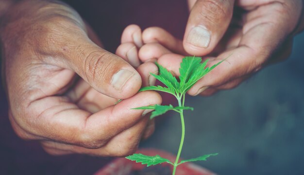 Hand holding marijuana leaf