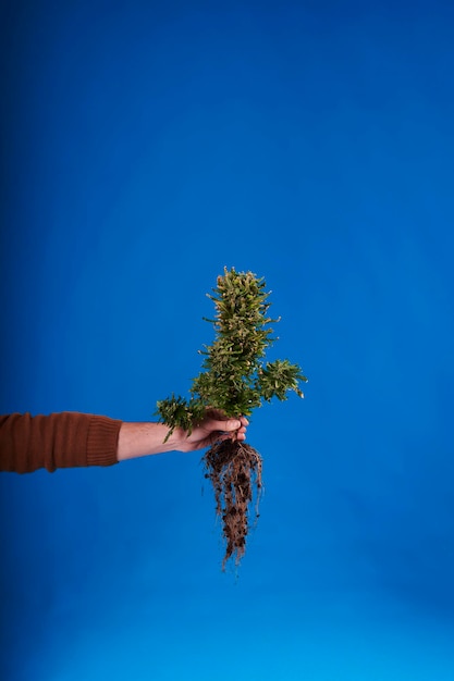 A hand holding a marijuana plant with roots on blue background