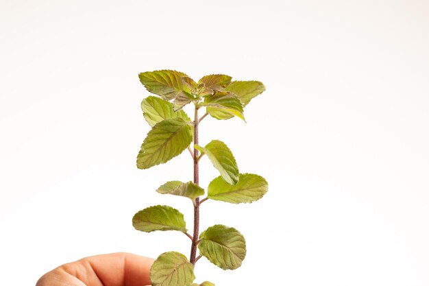 Photo hand holding mint leaves isolated on white