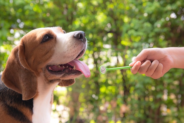 Photo hand holding a mirror in the mouth of a beagle dog
