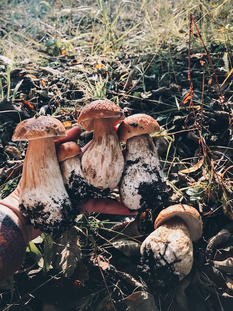 Photo hand holding mushrooms boletus in sunny autumn woodland boletus edulis person picking porcini