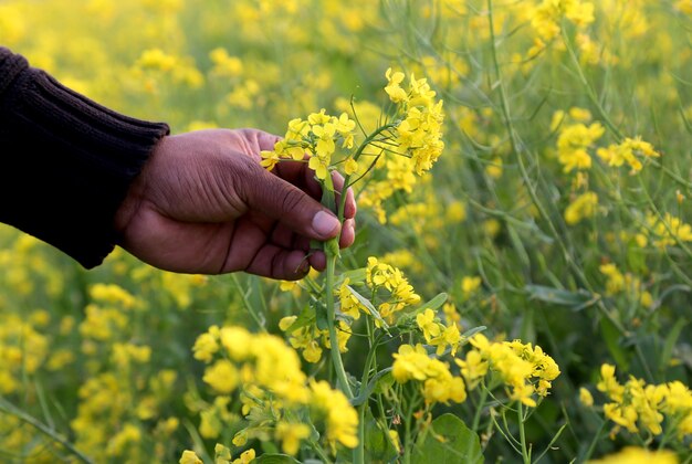 Hand holding mustard flowers in field