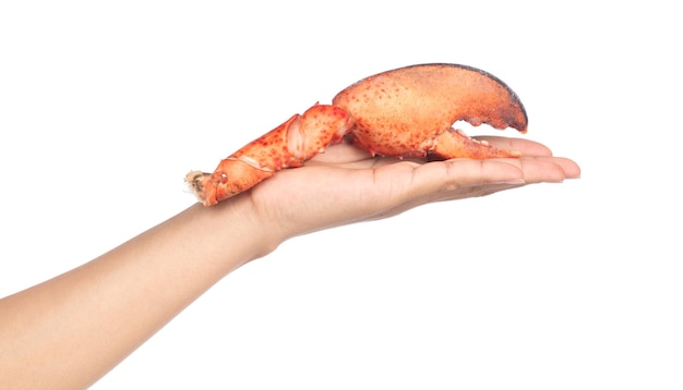 Hand holding nipper of shrimp Lobster isolated on white background