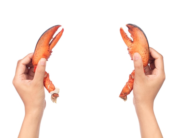Hand holding nipper of shrimp Lobster isolated on white background