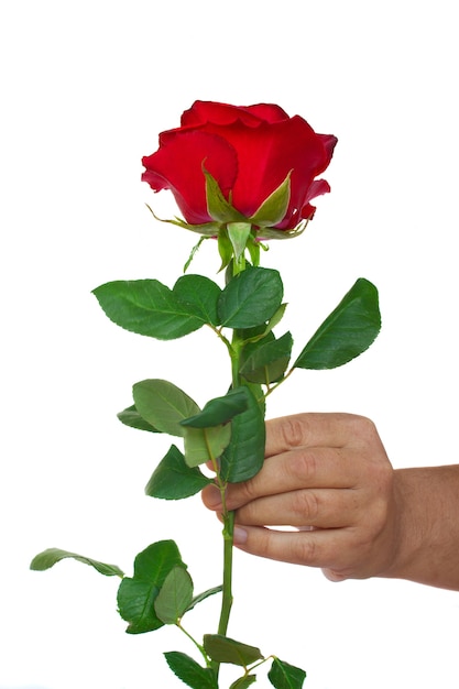 Hand holding one red rose isolated