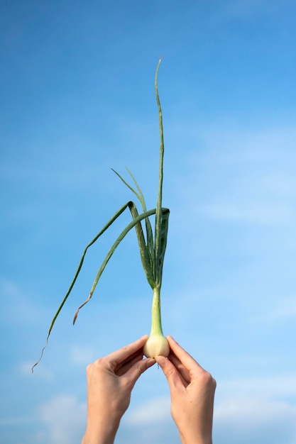 空の上にタマネギの植物を持っている手