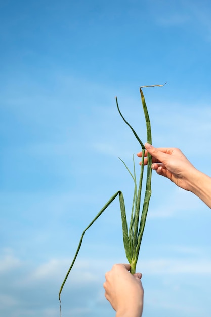 Hand holding onion plant over the sky