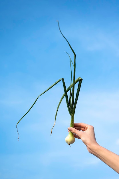 Hand holding onion plant over the sky