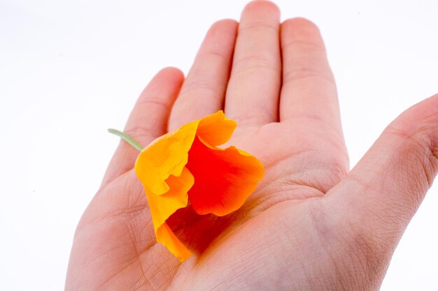 Hand holding an orange flower