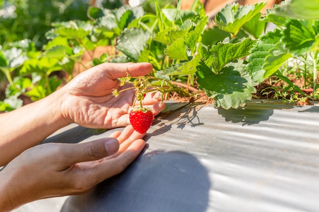 hand holding organic strawberries in a farm.