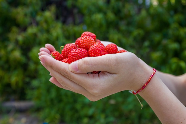 Hand holding organic strawberry fruits. Farmer woman holding ripe strawberries.