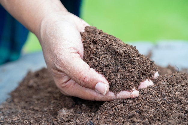 Mano che tiene la materia organica del muschio di torba migliora il suolo per l'agricoltura concetto di ecologia della coltivazione di piante organiche