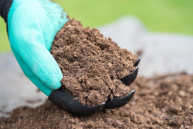 Mosa di torba a mano materia organica migliorare il suolo per l'agricoltura concetto di ecologia della coltivazione biologica delle piante