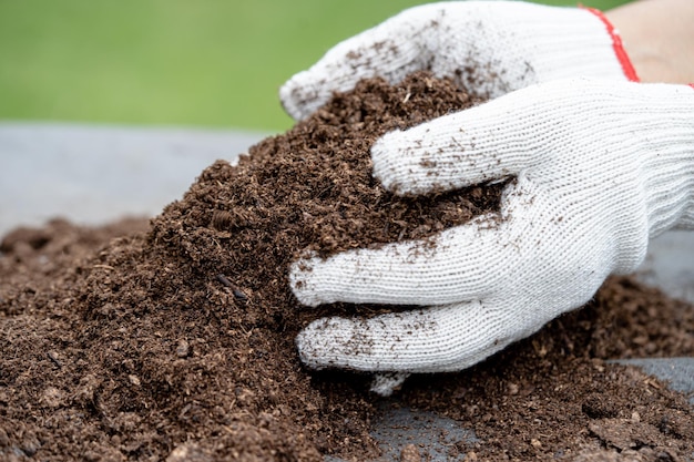 Hand holding peat moss organic matter improve soil for agriculture organic plant growing ecology concept