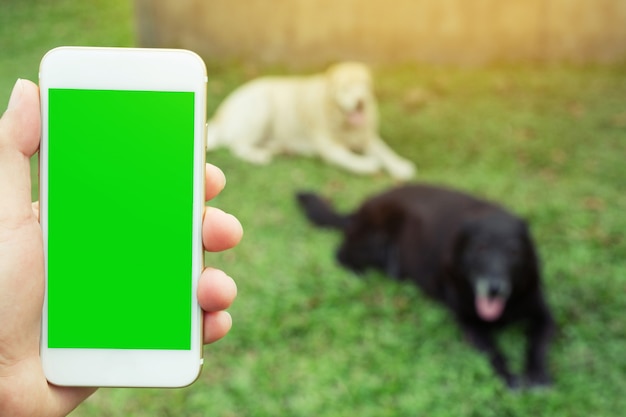 Mano che tiene il telefono lascia lo spazio di visualizzazione dello sfondo dello schermo verde cane da compagnia nel prato.