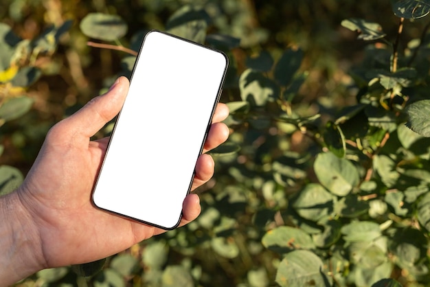 Hand holding phone mockup on green leaves background Mobile app advertisement in eco style or place for ecology text Smartphone template with white screen