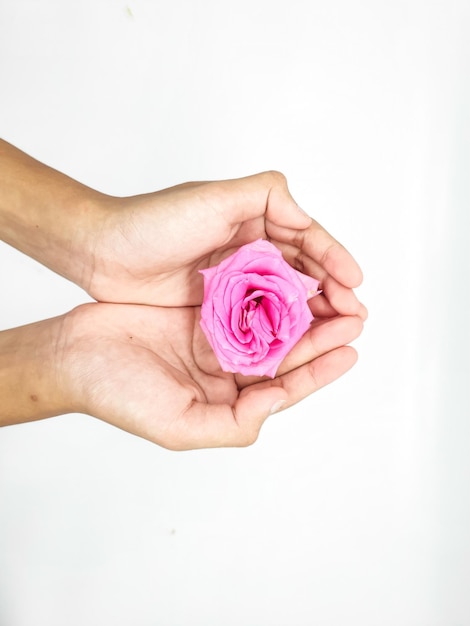 Hand holding pink rose on white background