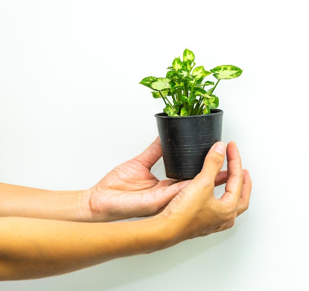 Hand holding plant against white background