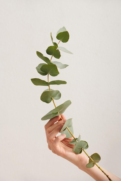 Hand Holding Plant Branch