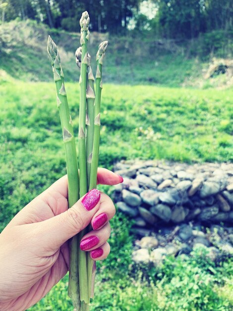 Foto pianta a mano sul campo