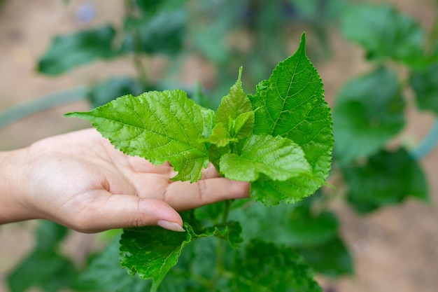 hand holding a plant, green leaf plant.