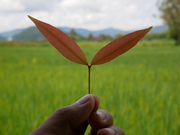 Foto mano che tiene pianta e natura sfondo